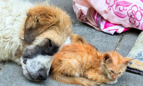 homeless cat and dog